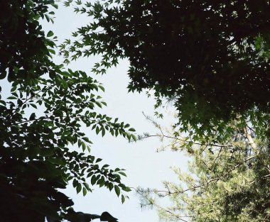 Ormanda yeşil yapraklar