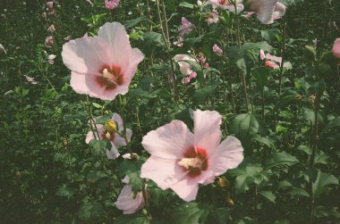 Güzel botanik fotoğrafı, doğal duvar kağıdı.