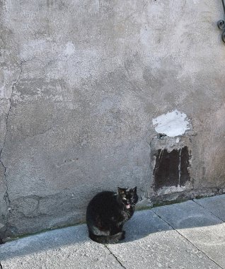 Taş duvarda siyah beyaz bir kedi oturuyor.