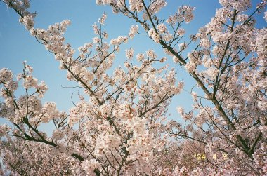 Japonya 'da kiraz çiçeği
