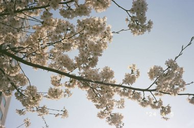 Mavi bir arka planda bahar çiçekleri