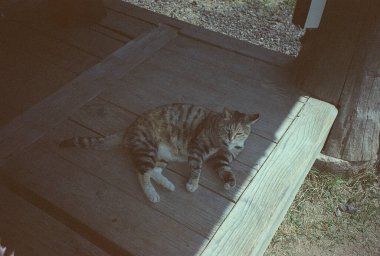 Kedi yerde oturuyor.