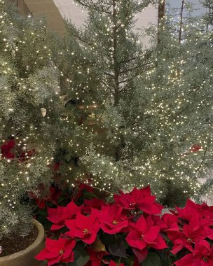 Bahçedeki güzel çiçekler