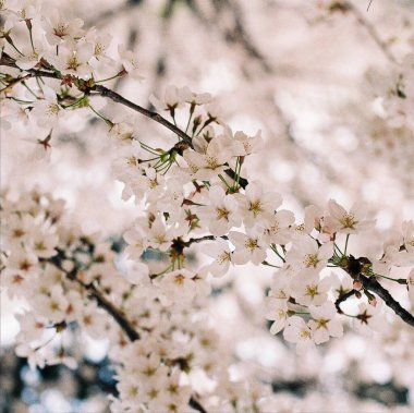 Bahçedeki güzel beyaz çiçekler