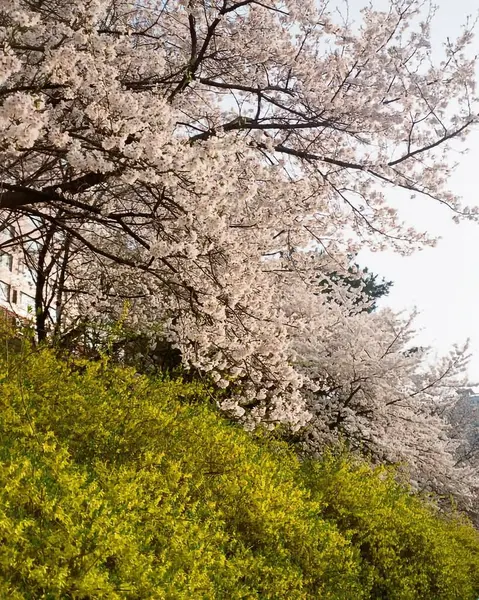 Bahçede güzel bahar çiçekleri