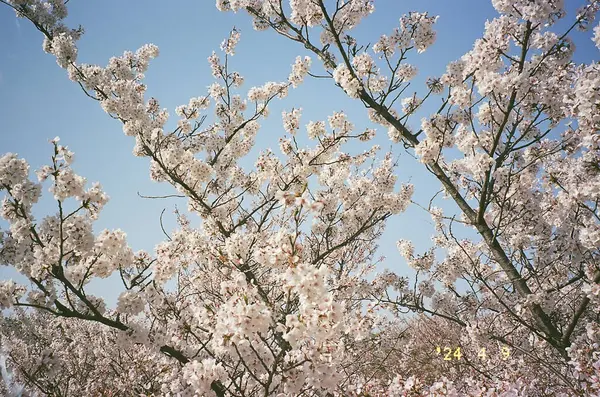 Japonya 'da kiraz çiçeği