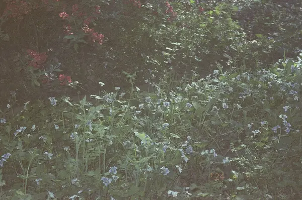 Güzel botanik fotoğrafı, doğal duvar kağıdı.