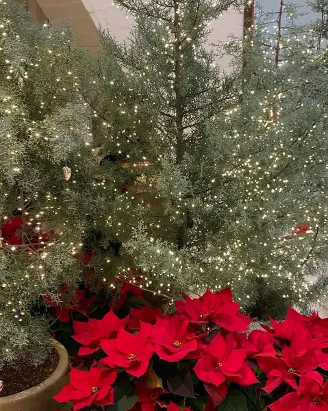 Bahçedeki güzel çiçekler