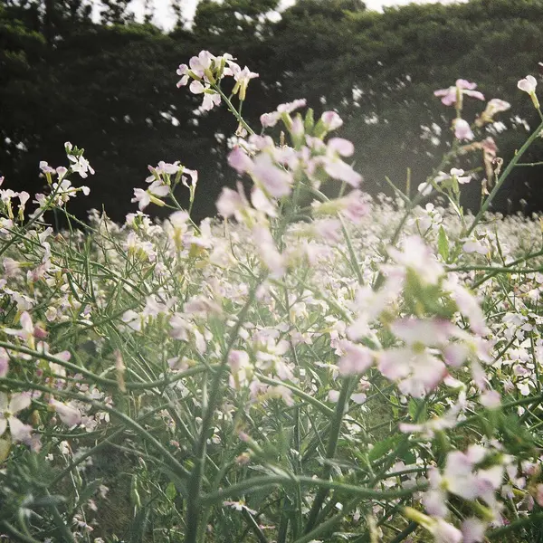 Güzel botanik fotoğrafı, doğal duvar kağıdı.
