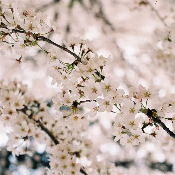 Bahçedeki güzel beyaz çiçekler