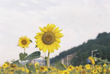 Güzel ayçiçeği tarlada
