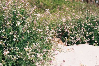 Bahçedeki güzel çiçekler