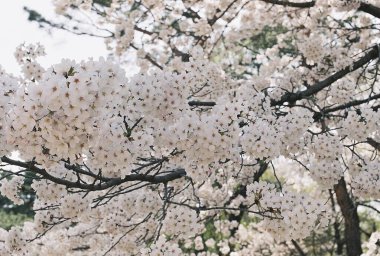 Güzel botanik fotoğrafı, doğal duvar kağıdı.