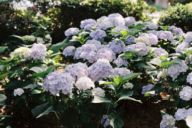 Bahçedeki güzel ortancaya yaklaş.
