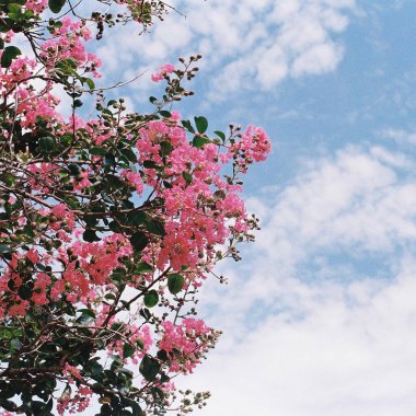 Bahçedeki güzel çiçekler