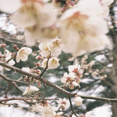 Güzel botanik fotoğrafı, doğal duvar kağıdı.