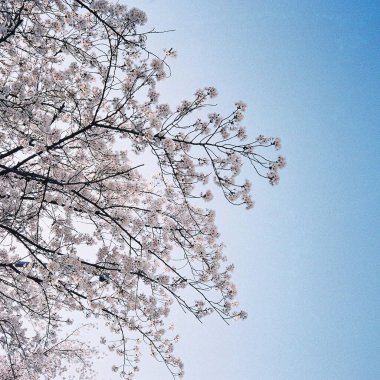 İlkbaharda kiraz çiçeği