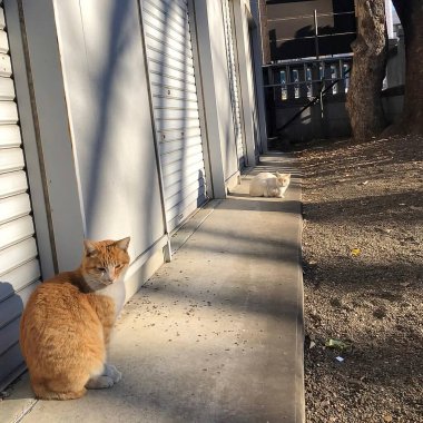 Kedi sokakta oturuyor.