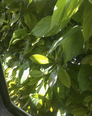 yeşil yapraklar, bitkiler ve yapraklar