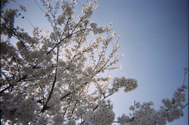 Güzel botanik fotoğrafı, doğal duvar kağıdı.