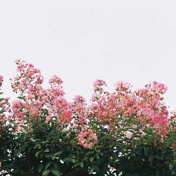 Güzel botanik fotoğrafı, doğal duvar kağıdı.