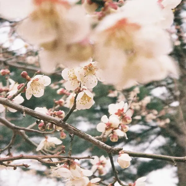 Güzel botanik fotoğrafı, doğal duvar kağıdı.