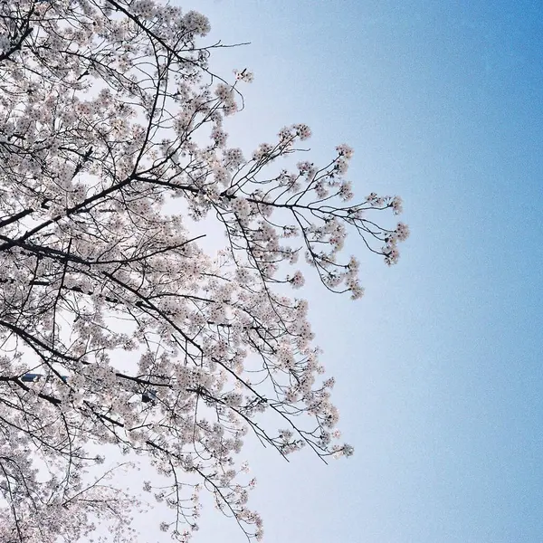 İlkbaharda kiraz çiçeği