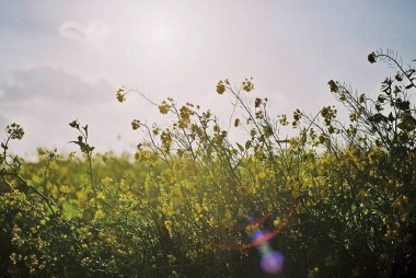 Güzel botanik fotoğrafı, doğal duvar kağıdı.