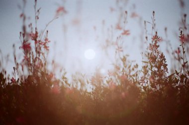 Bahçedeki güzel çiçekler