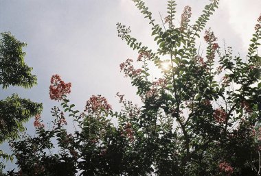 Ağaç dalları, doğa bitki örtüsü.