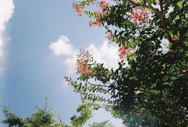 Güzel botanik fotoğrafı, doğal duvar kağıdı.
