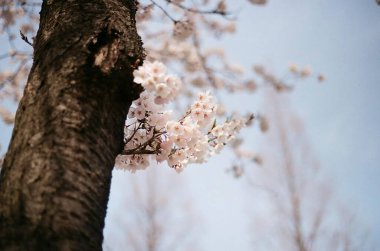 Bahçede beyaz çiçekler