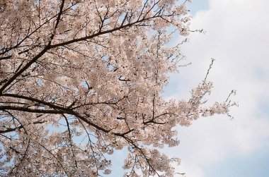 Japonya 'da kiraz çiçeği