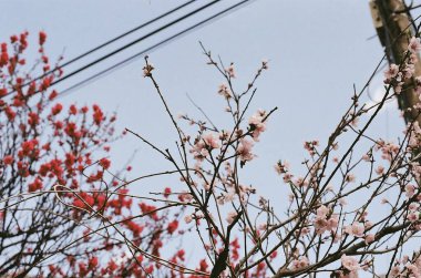 Güzel botanik fotoğrafı, doğal duvar kağıdı.
