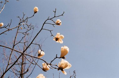 Güzel botanik fotoğrafı, doğal duvar kağıdı.