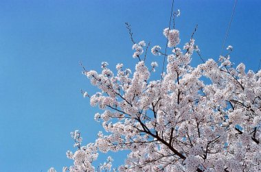 Bahçede güzel bahar çiçekleri