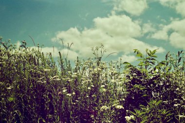 Bahçedeki yeşil çimenler