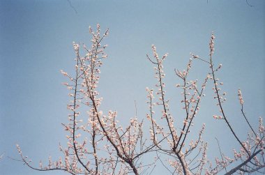 Güzel botanik fotoğrafı, doğal duvar kağıdı.