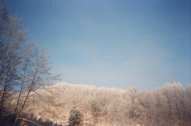 Karla kaplı ağaçlarla kaplı kış manzarası