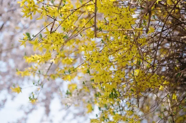 Güzel botanik fotoğrafı, doğal duvar kağıdı.