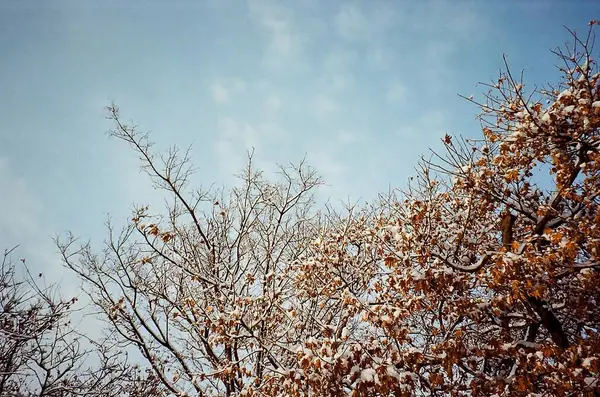 Ağaç dalları, bitki örtüsü.