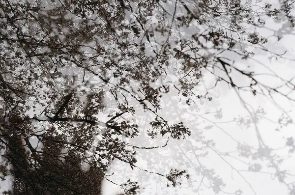 Güzel botanik fotoğrafı, doğal duvar kağıdı.