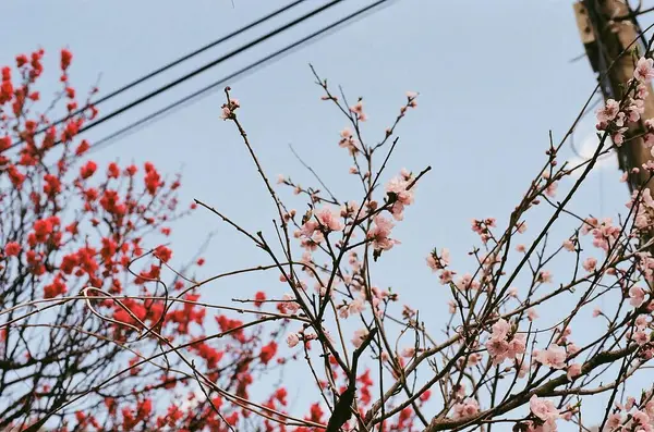 Güzel botanik fotoğrafı, doğal duvar kağıdı.