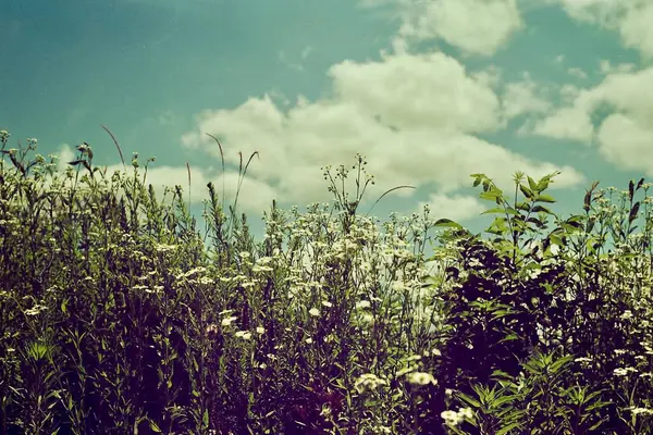 Bahçedeki yeşil çimenler