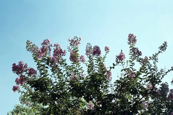 Bahçedeki pembe çiçekler