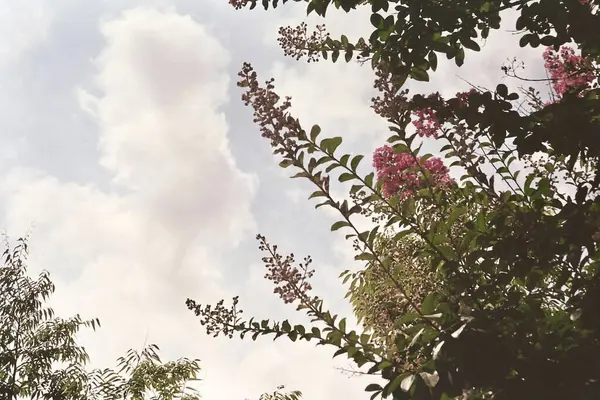 Güzel botanik fotoğrafı, doğal duvar kağıdı.