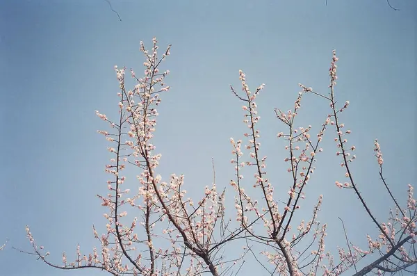 Güzel botanik fotoğrafı, doğal duvar kağıdı.