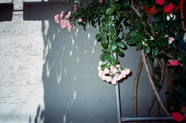 Güzel botanik fotoğrafı, doğal duvar kağıdı.