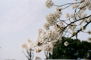 Güzel botanik fotoğrafı, doğal duvar kağıdı.