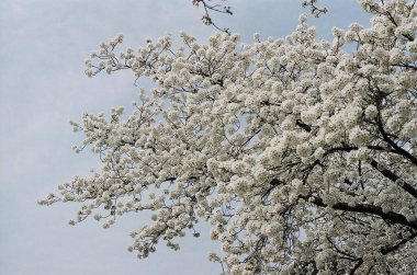 Güzel botanik fotoğrafı, doğal duvar kağıdı.